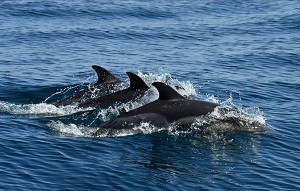 Ученые ИО РАН при поддержке «Роснефти» расширили программу изучения дельфинов Черного моря