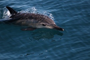 Морская экспедиция ИО РАН, организованная при поддержке НК «Роснефть», приступила к изучению черноморских дельфинов